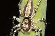 Jumping Spider (Omoedus swiftorum) (Omoedus swiftorum)